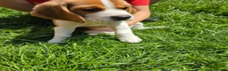 Beagle dogs for sale: Beagle puppies ready for love!! - Advert 6
