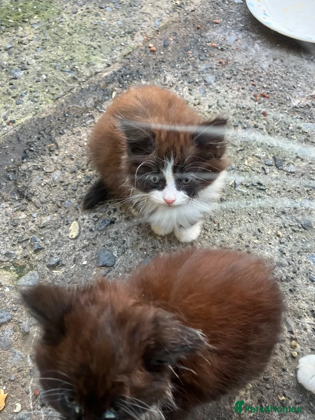 Mixed Breed cats for sale: 2 male kittens - Advert 5