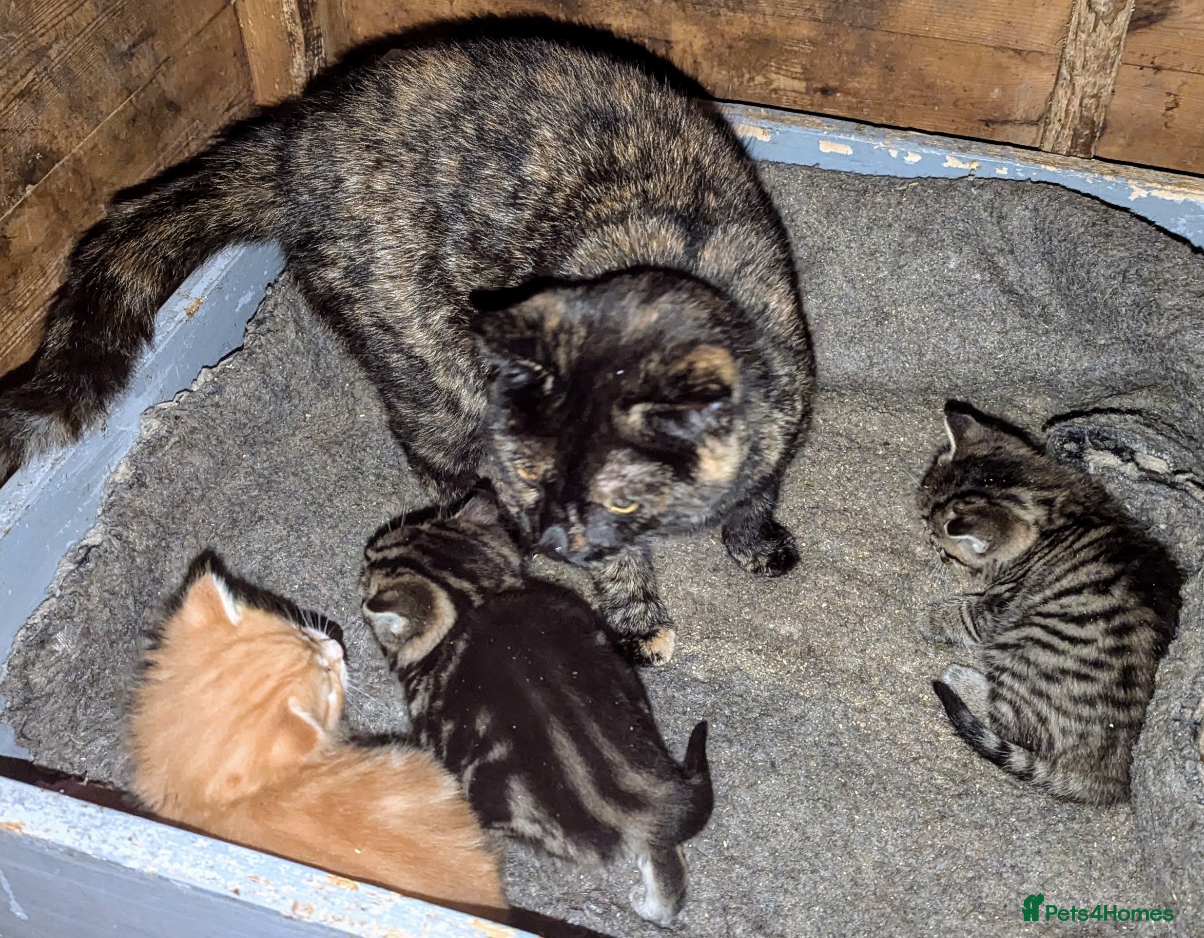 Domestic Shorthair cats Adorable kittens  - Advert 1