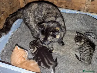 Domestic Shorthair cats Adorable kittens - Advert 7