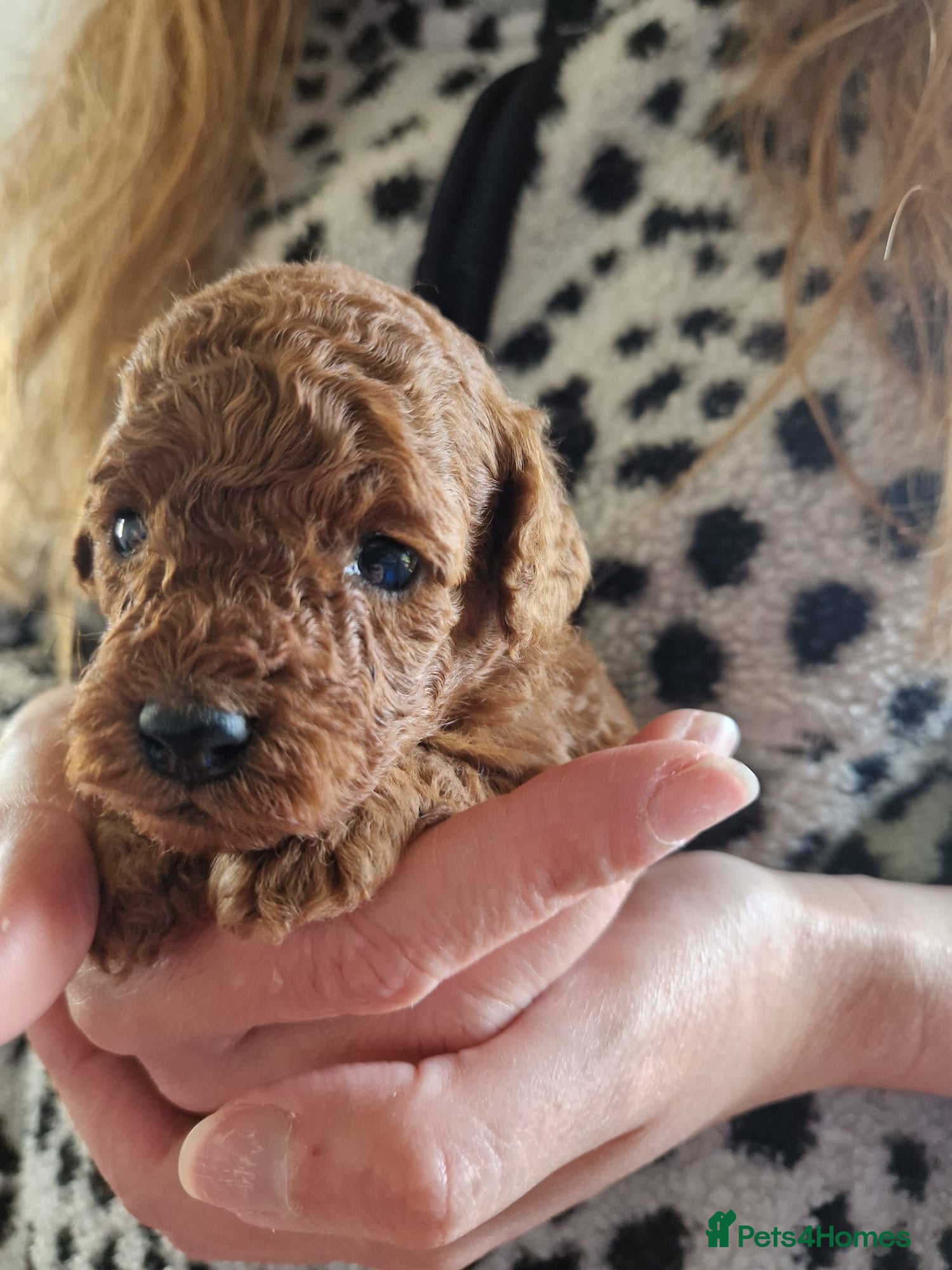 Cavapoo dogs Cavapoo puppies Fully Health Tested Fox Red  - Advert 1