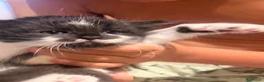 Pet 2