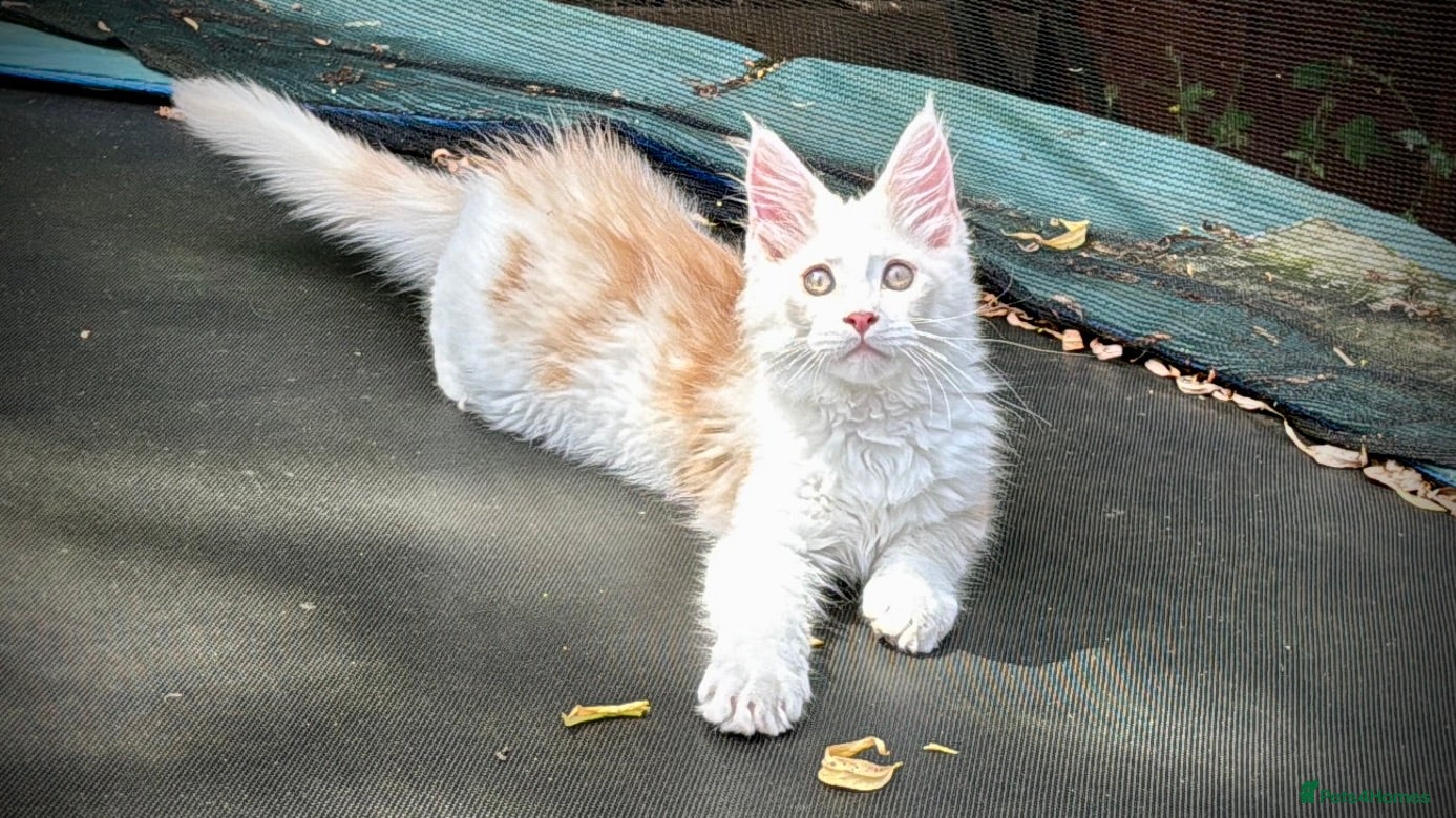 Maine Coon cats Male Maine Coon Pedigree Kitten. GCCF. Red Smoke - Advert 1