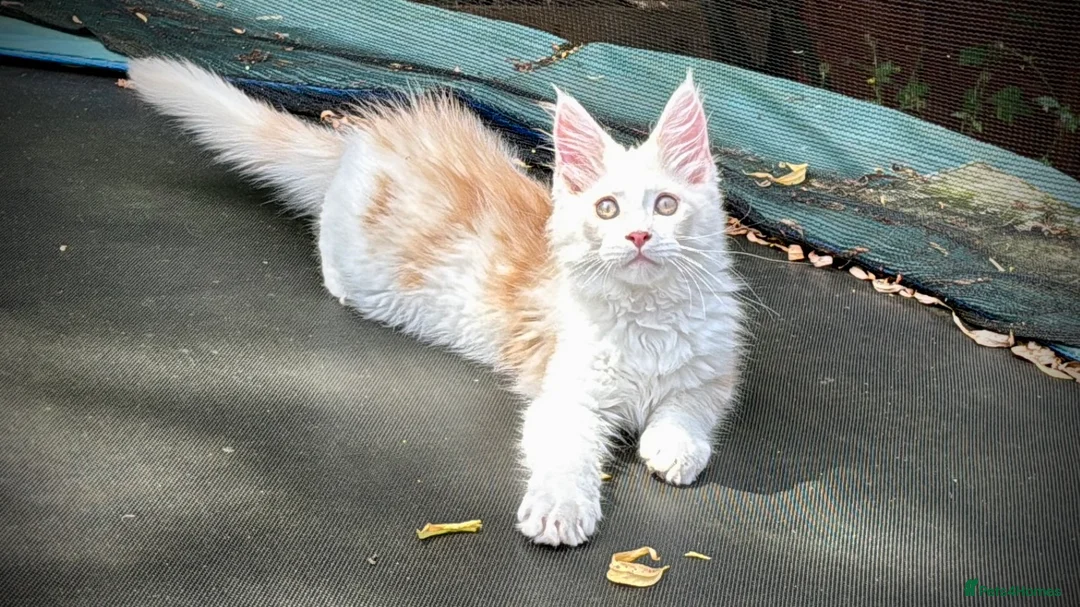 Maine Coon cats for sale: Male Maine Coon Pedigree Kitten. GCCF. Red Smoke - Advert 1