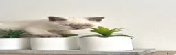 British Shorthair cats for sale: Gorgeous British Shorthair Girl Colour point - Advert 5