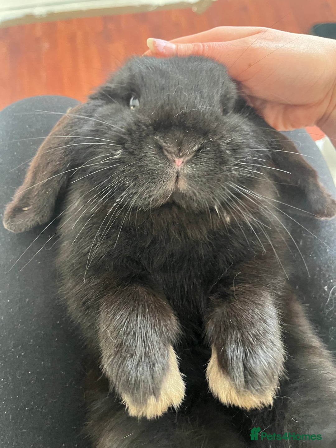 French Lop rabbits for sale: Bunny - Advert 9