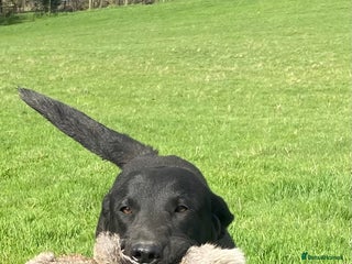Labrador Retriever dogs in Church Stretton - Advert 11