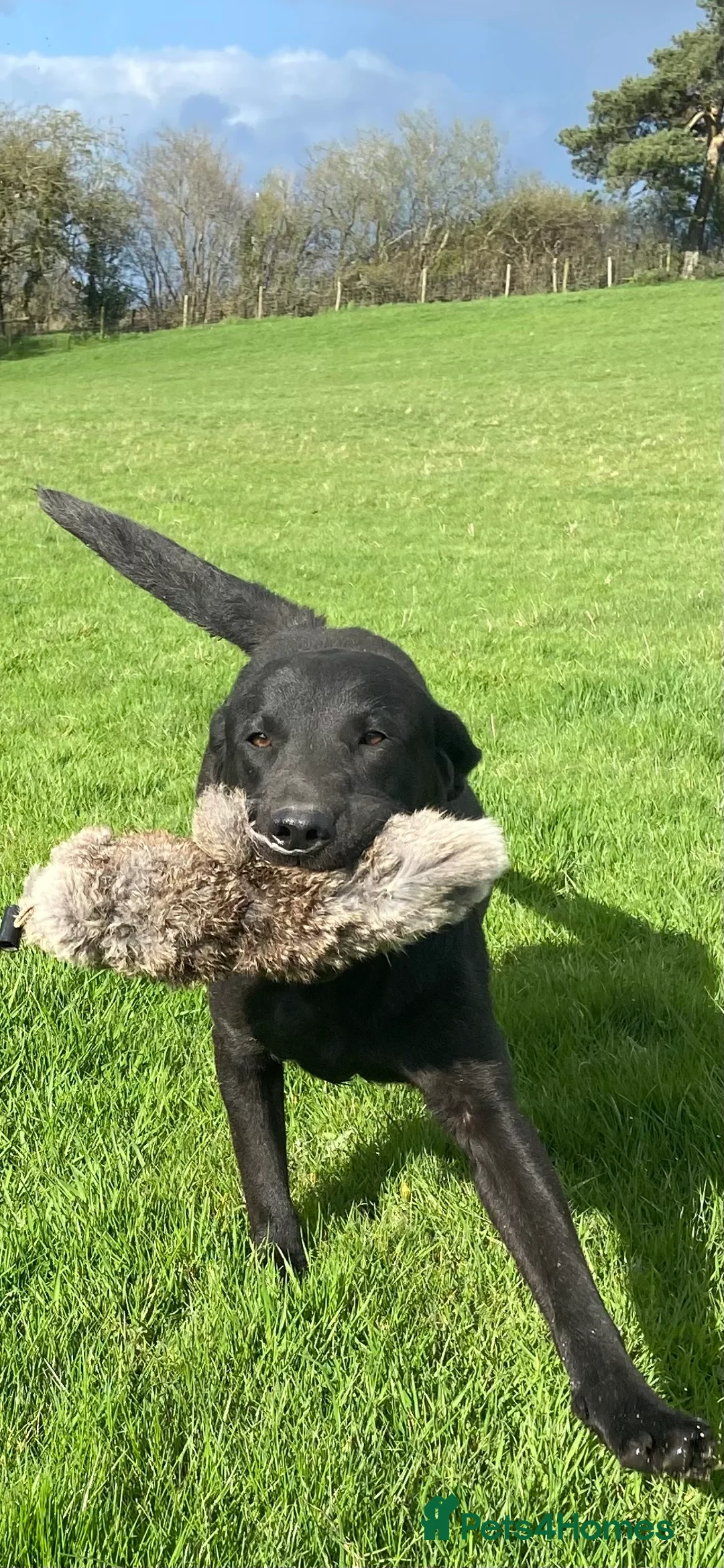 Labrador Retriever dogs for stud: Black Labrador Retriever Stud dog in Church Stretton - Advert 1