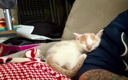 Domestic Shorthair cats for sale: Kittens for sale  - Image 7