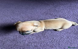 Mixed Breed dogs for sale: French wieners - Image 16