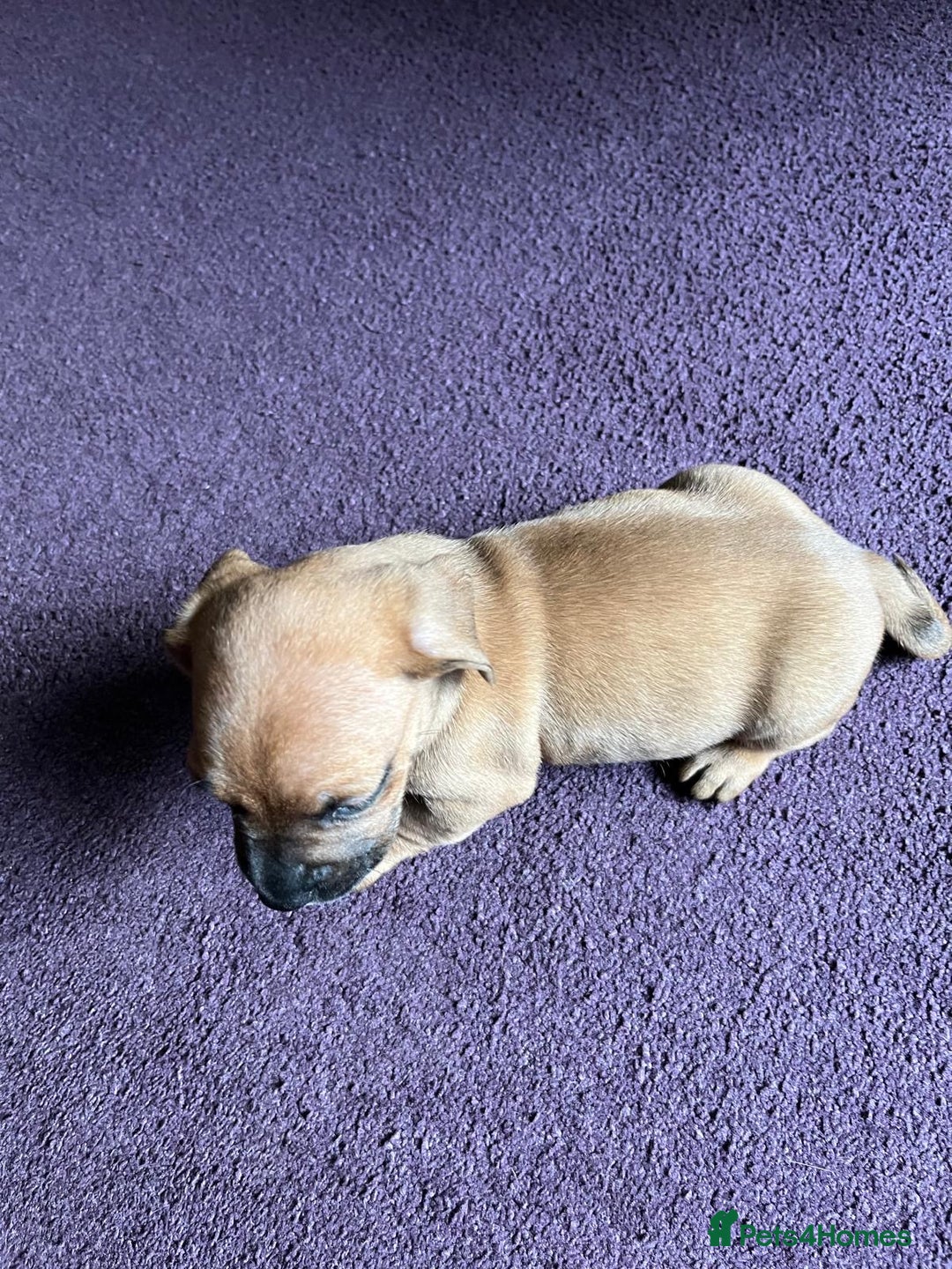 Mixed Breed dogs for sale: French wieners - Image 16