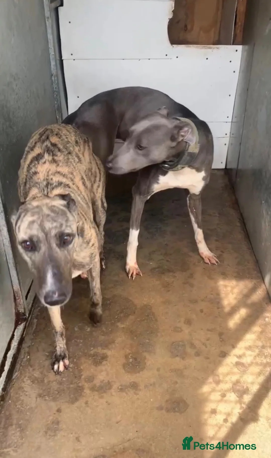 Lurcher dogs for sale: Saluki derhound grey second genaration bull grey - Advert 9