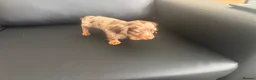 Miniature Dachshund dogs for sale: Miniature Dutch hound in Reading - Advert 7