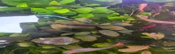 Other/Mixed Breed fish for sale: 80L Aquarium, Fish, Plants & Equipment in London - Advert 7