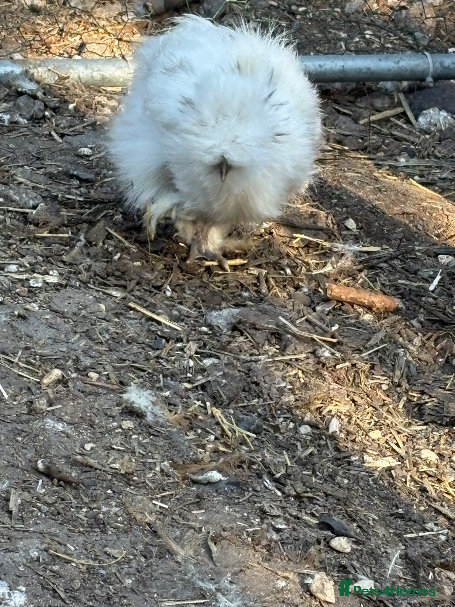 Chickens poultry Usa silkie pairs chocolate buff black paint pullet - Advert 2