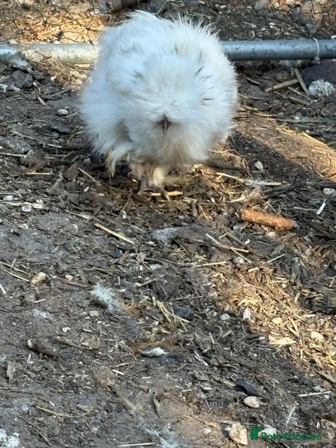 Chickens poultry for sale: Usa silkie pairs chocolate buff black paint pullet - Advert 2