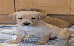 Labrador Retriever dogs for sale: Stunning litter of Labrador retriever pups  - Advert 29