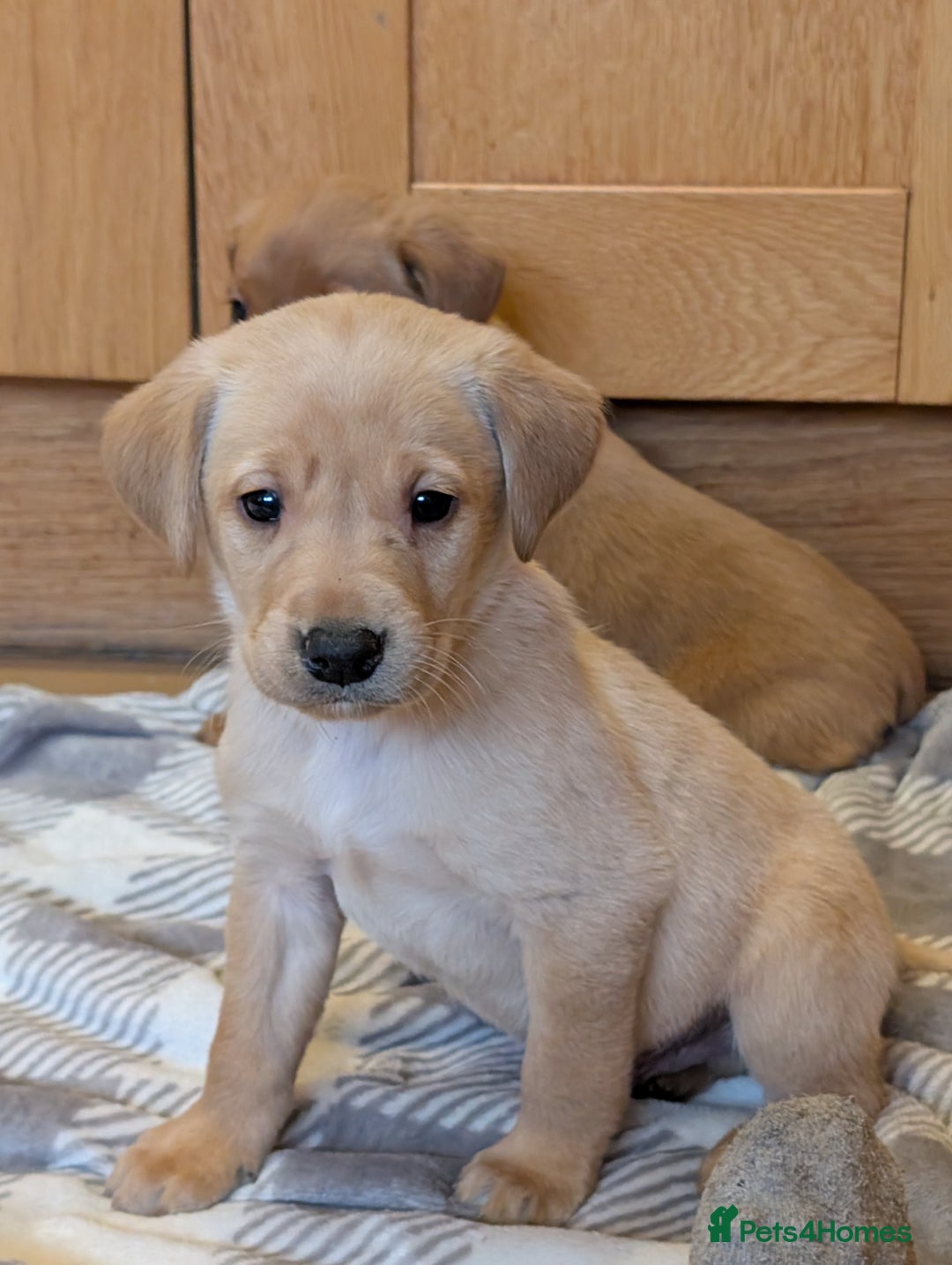 Labrador Retriever dogs for sale: Stunning litter of Labrador retriever pups  - Advert 29