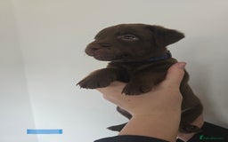 Patterdale Terrier dogs for sale: Chocolate Patterdale terrier pups  - Image 6