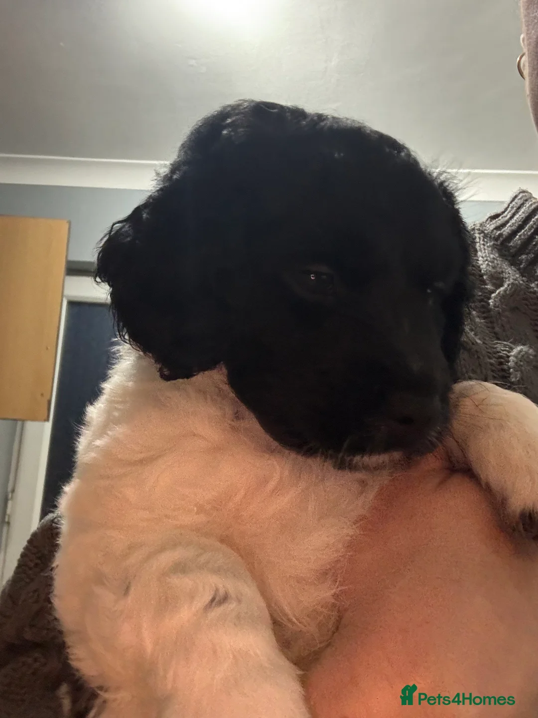 Mixed Breed dogs for sale: Shihpoo puppies - Advert 7