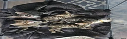 Bengal cats for sale: Bengal X kittens. READY NOW - Advert 5