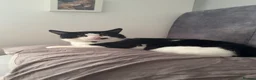 Mixed Breed cats for sale: Male cat for adoption  in Clacton-on-Sea - Advert 2