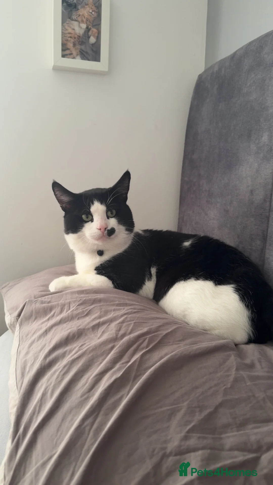 Mixed Breed cats for sale: Male cat for adoption  in Clacton-on-Sea - Advert 2