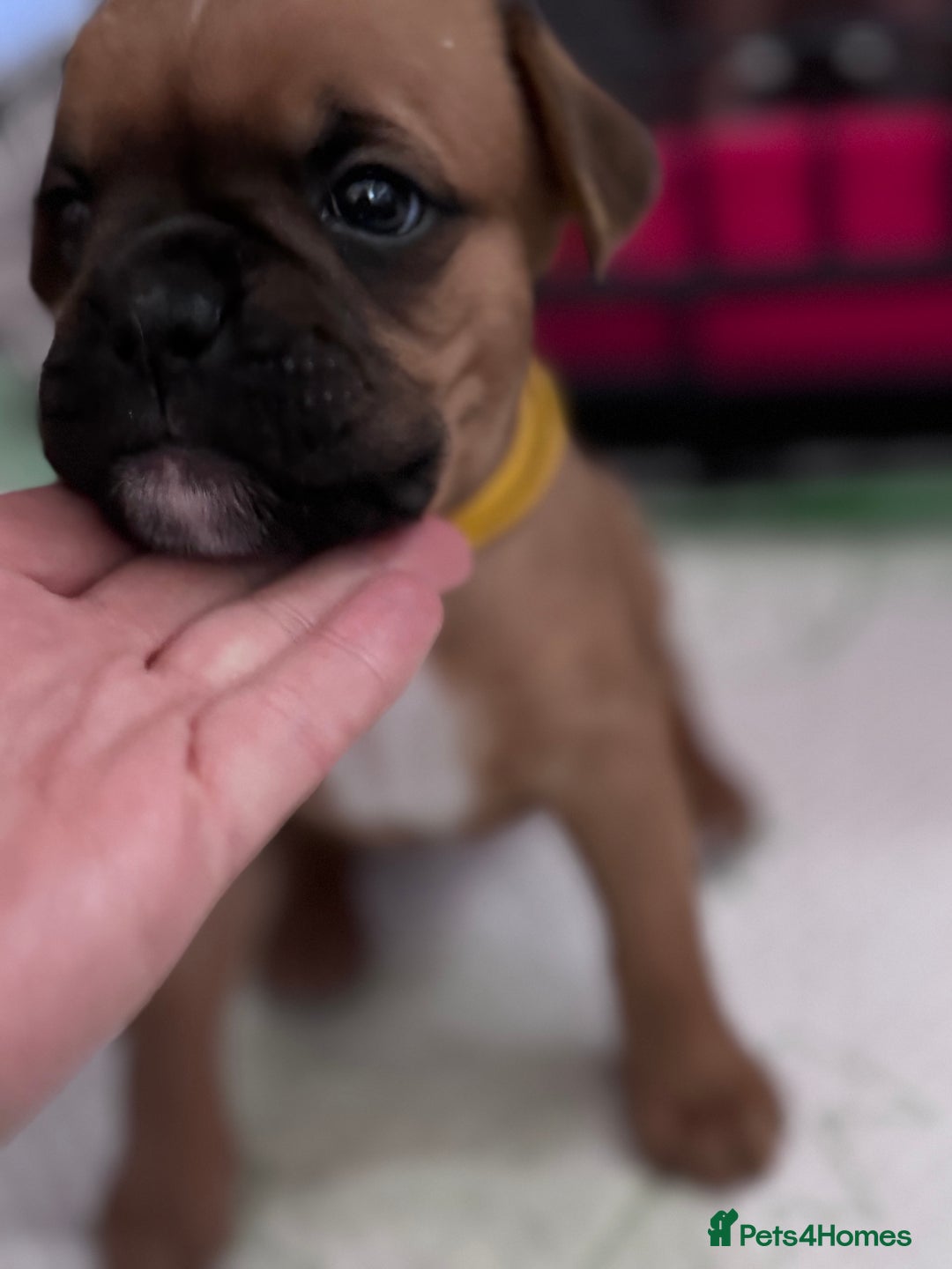 Boxer dogs for sale: 10 Boxer X Puppies - Ready 13th October - Image 13