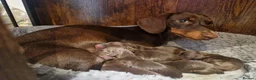 Miniature Dachshund dogs for sale: Beautiful Pups - Advert 16