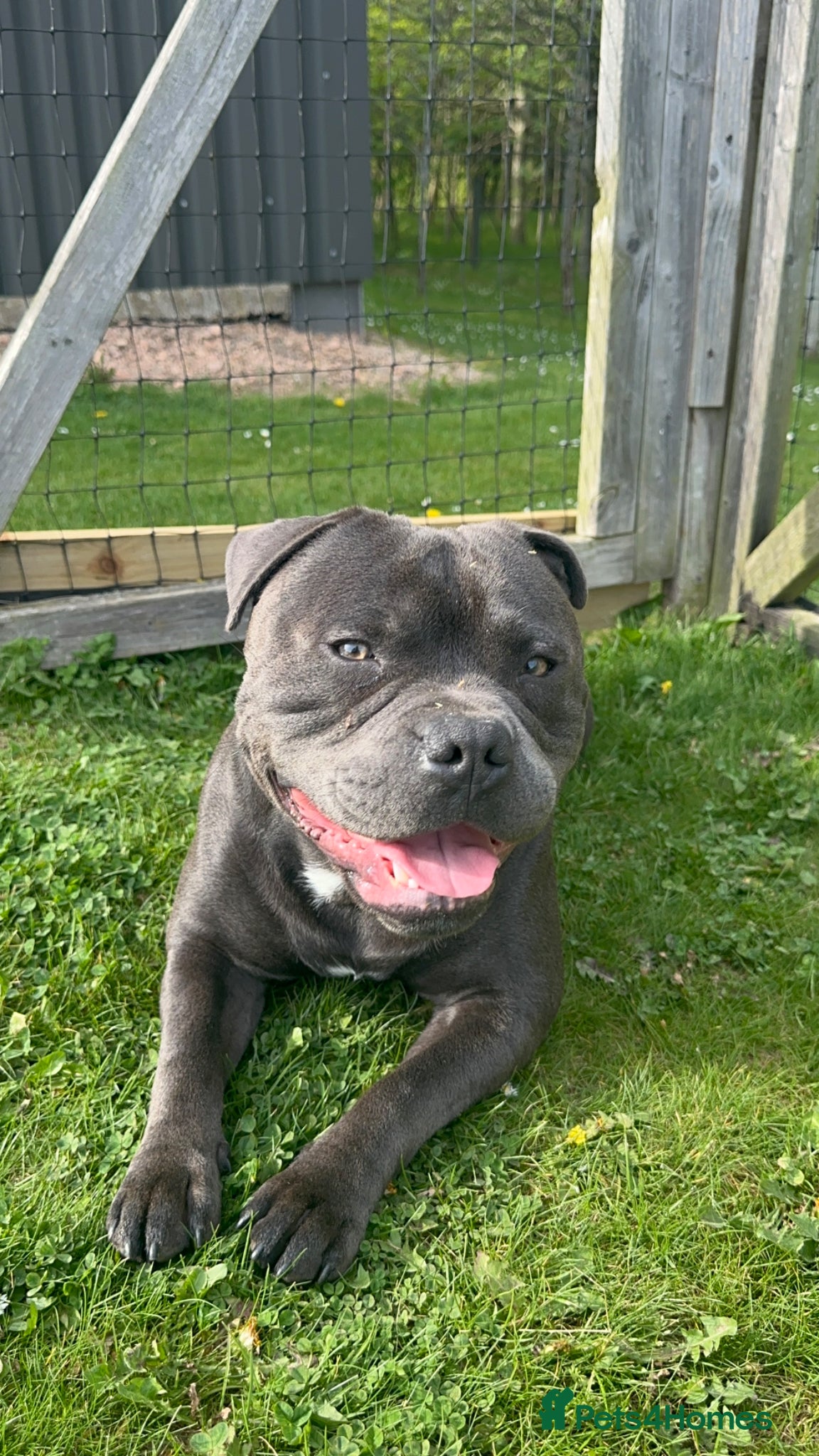 Staffordshire Bull Terrier dogs for stud: Blue Staffordshire Bull Terrier for Stud in Dundee - Advert 19
