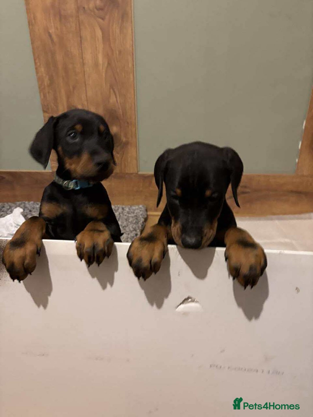 Dobermann dogs for sale: Stunning KC Dobermans champion bloodlines  - Advert 2