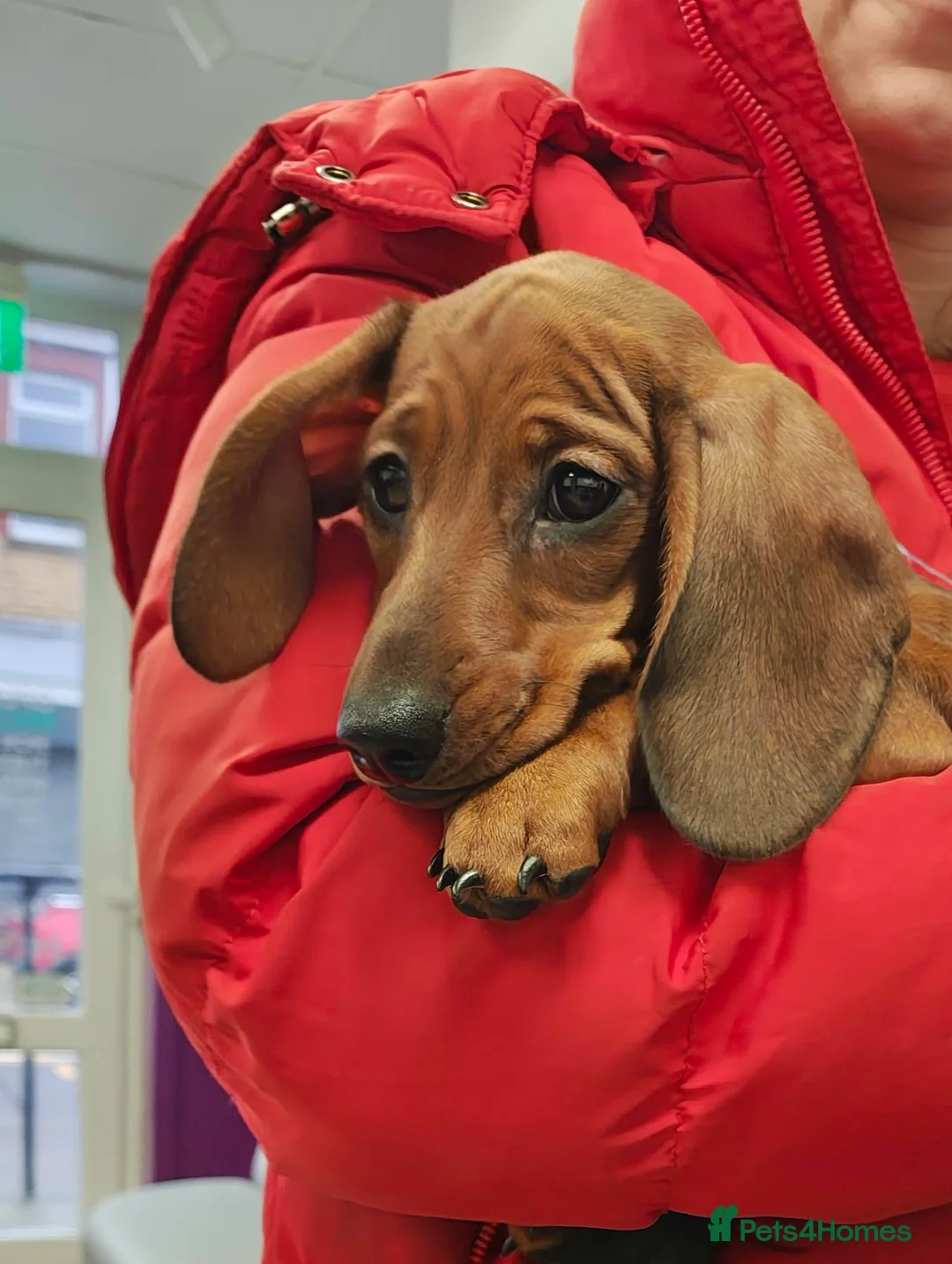 Miniature Dachshund dogs for sale: Miniature Dachshund puppies  in Maesteg - Advert 2