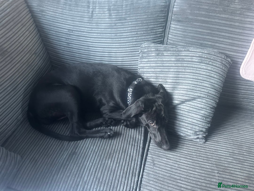 Labrador Retriever dogs for sale: 5 Month old Labrador  - Advert 1