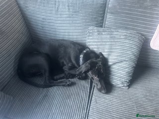 Labrador Retriever dogs 5 Month old Labrador - Advert 3