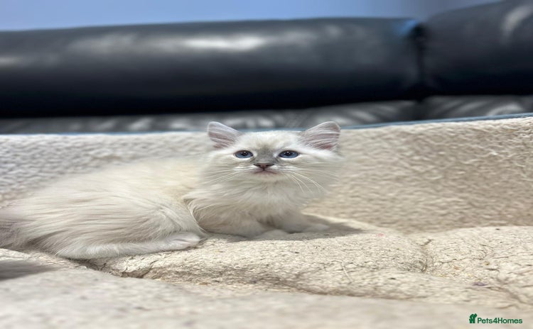 Ragdoll cats - Advert 2