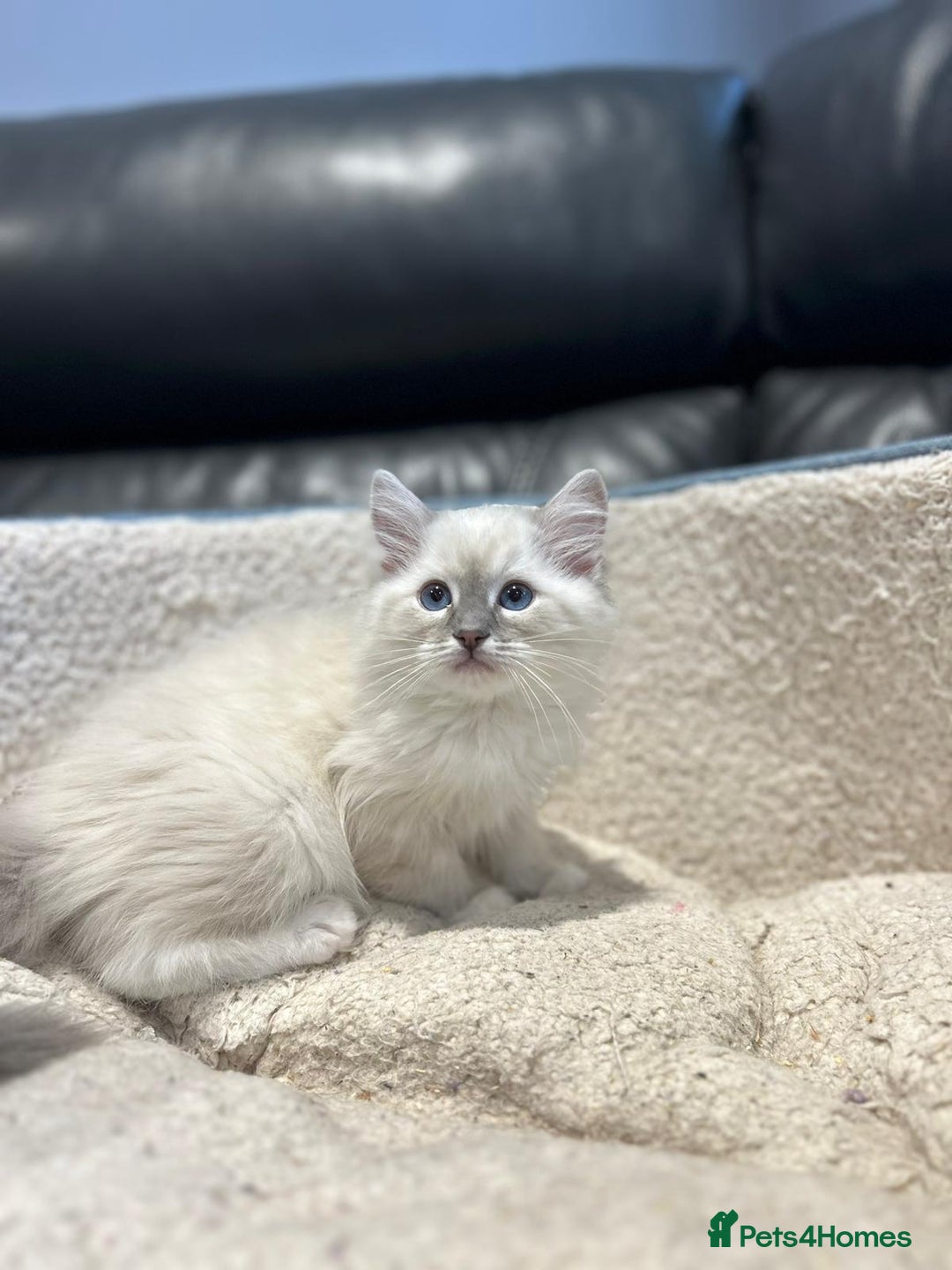 Ragdoll cats for sale: TICA Registered Ragdoll Kitten - Image 1