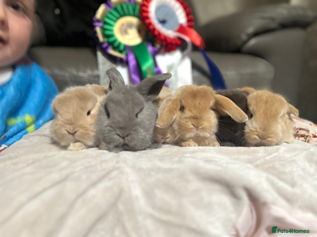 French Lop rabbits for sale: French lops - Advert 4