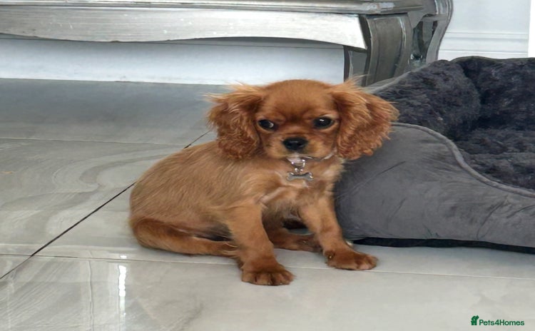 Cavalier King Charles Spaniel dogs - Advert 6