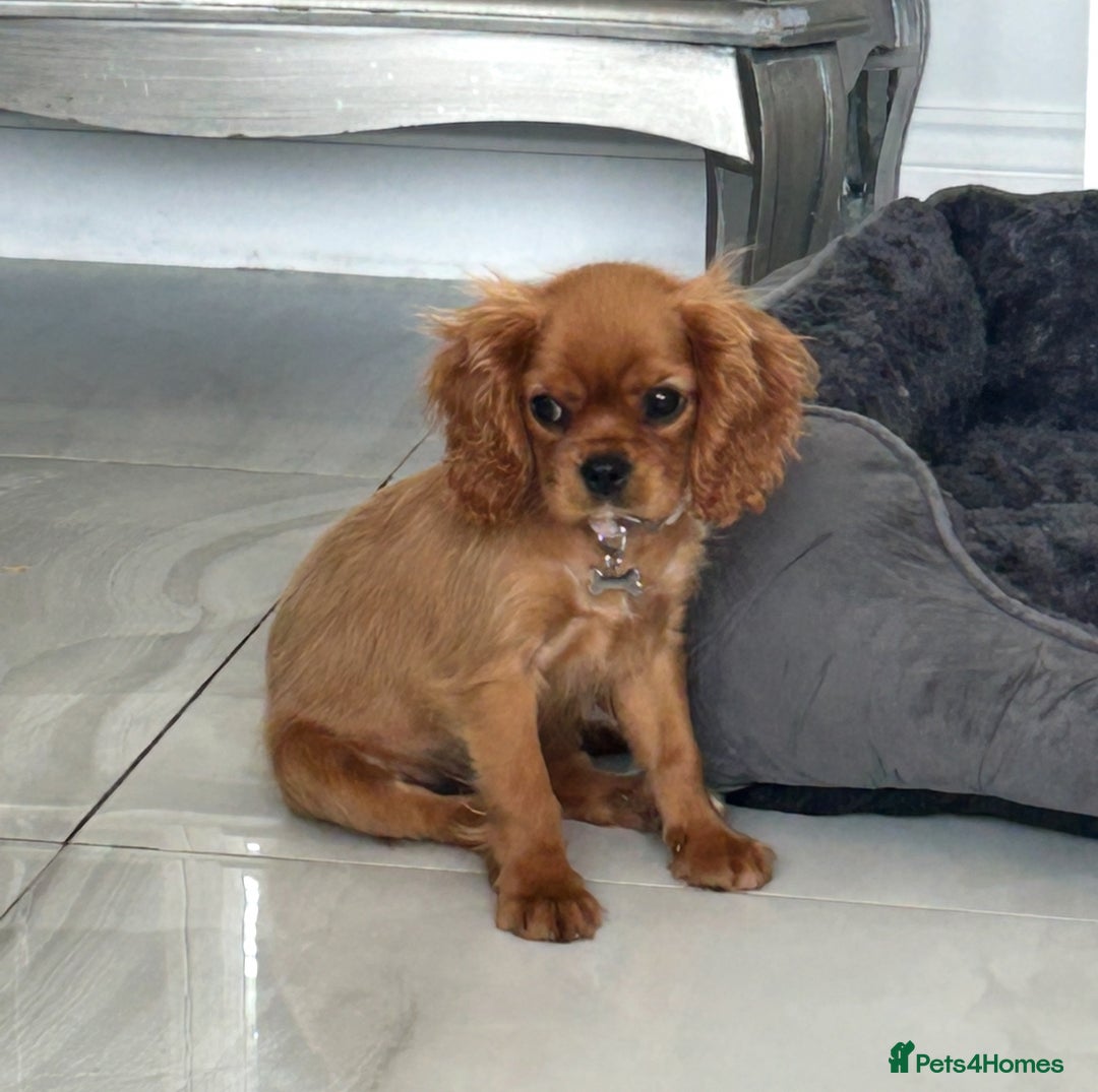 Cavalier King Charles Spaniel dogs for sale: Beautiful cavaliers fully health, and heart tested - Image 1