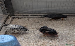 Finches birds for sale: 2 pairs of zebra finches and 3 cpq with large cage - Image 3