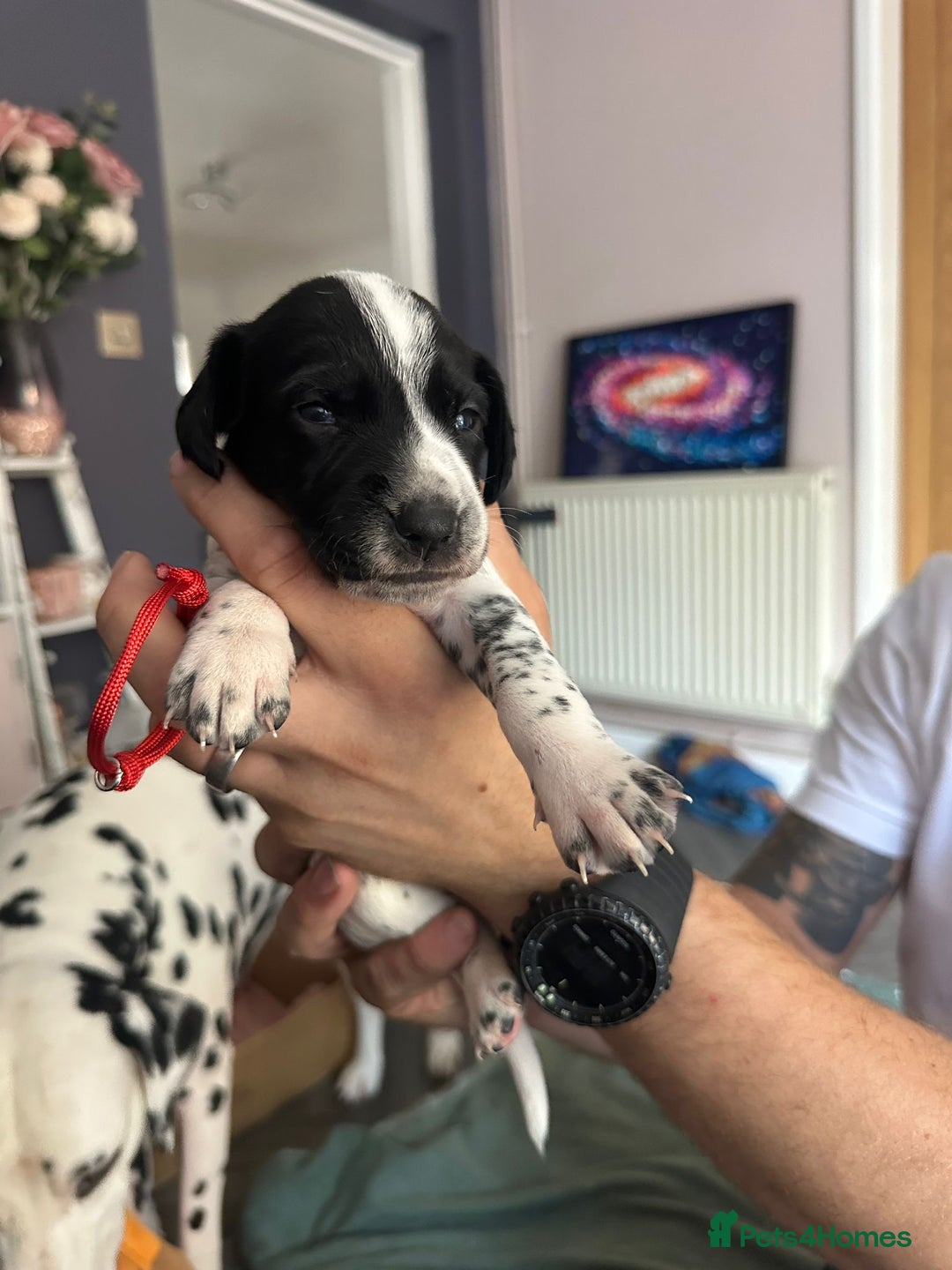 Mixed Breed dogs for sale: Springer Spaniel cross Dalmatian - Image 5