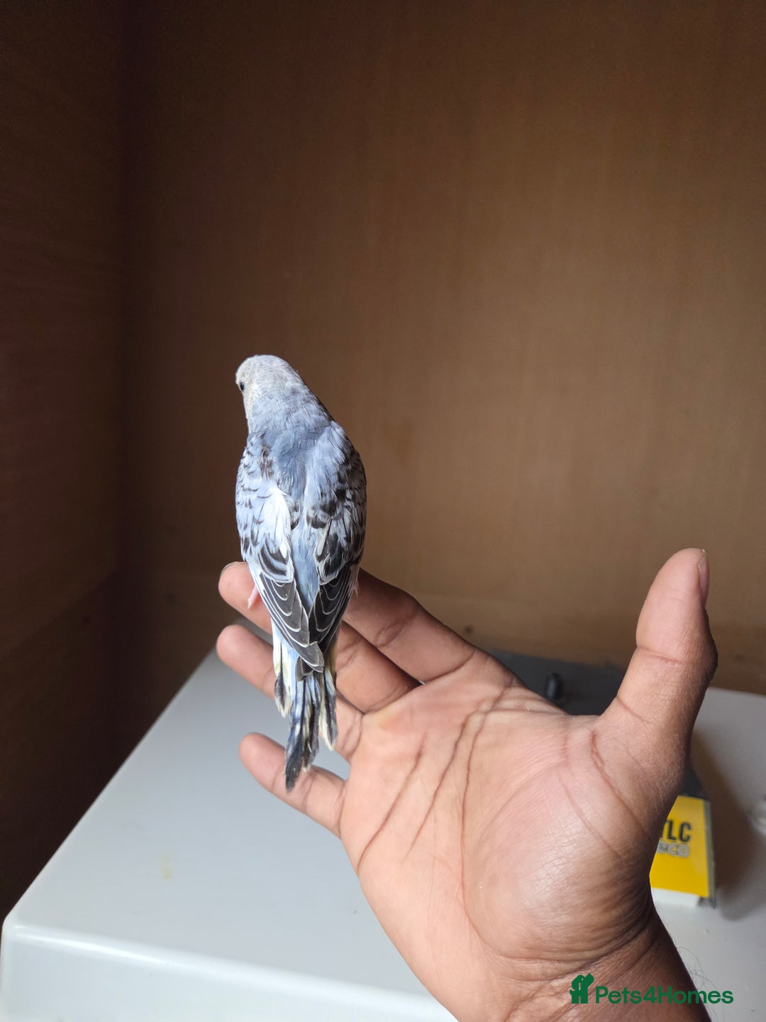 Budgerigars birds for sale: Hand reared baby budgies for sale - Image 2