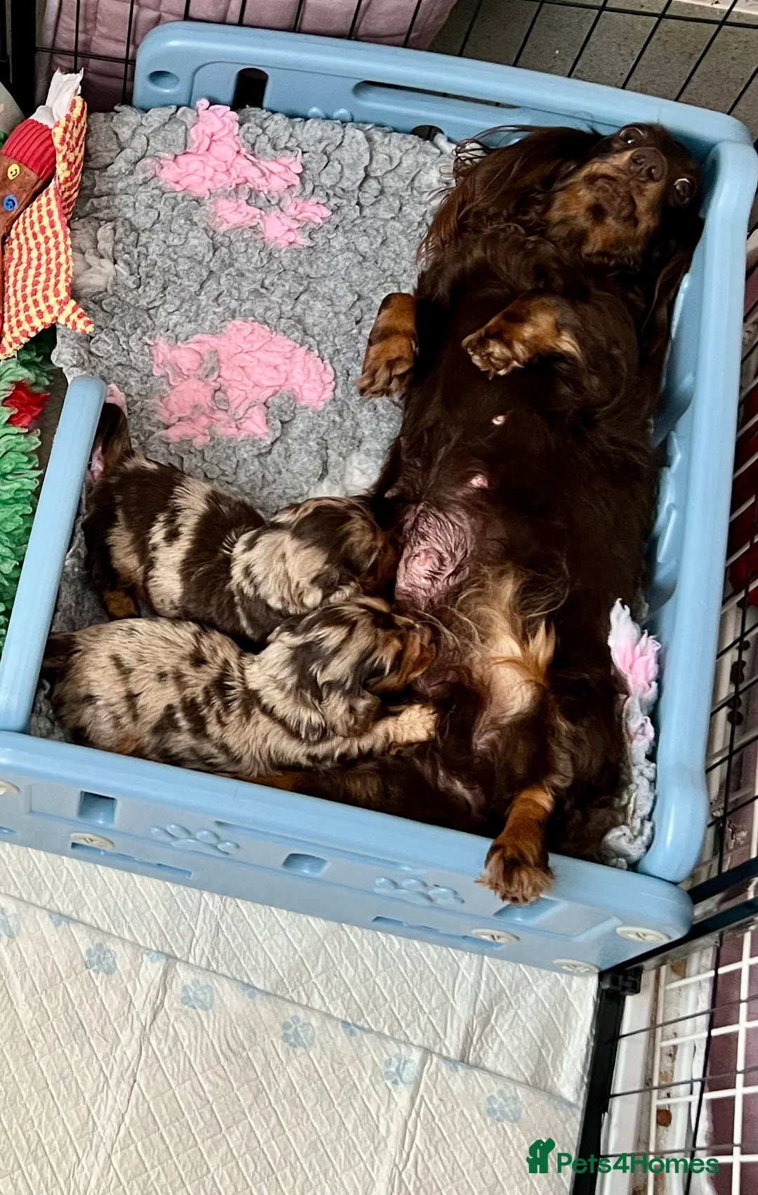 Miniature Dachshund dogs for sale: Beautiful LH miniature DACHSHUND puppies  - Advert 8