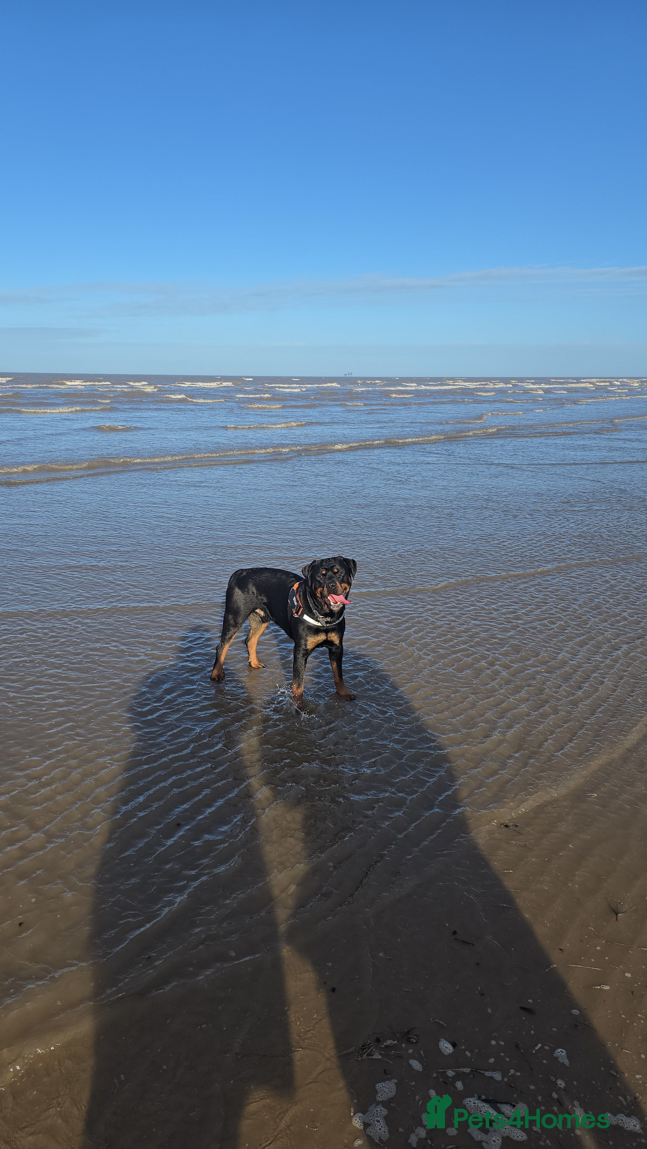 Rottweiler dogs Rotweiller boy for sale - Advert 11