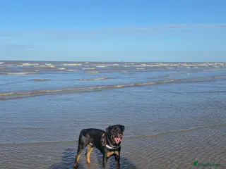 Rottweiler dogs Rotweiller boy for sale - Advert 11