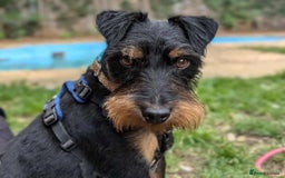Jagdterrier dogs for adoption: Mowgli - Image 5