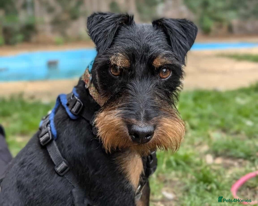 Jagdterrier dogs for adoption: Mowgli - Image 5