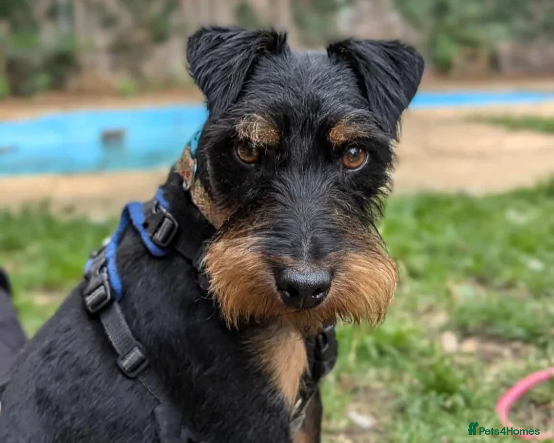 Jagdterrier dogs for adoption: Mowgli - Advert 5
