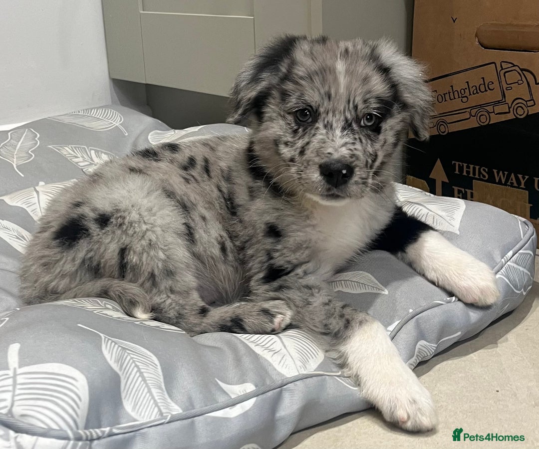 Golden Retriever dogs for sale: Beautiful Unique Golden Retriever x Collie Puppies - Image 1