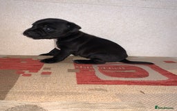 Patterdale Terrier dogs for sale: Patterdale terrier puppies  - Image 4